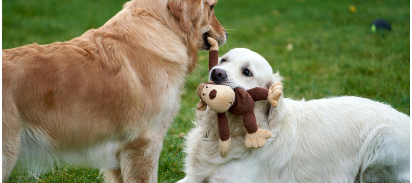 Les jouets pour chiens