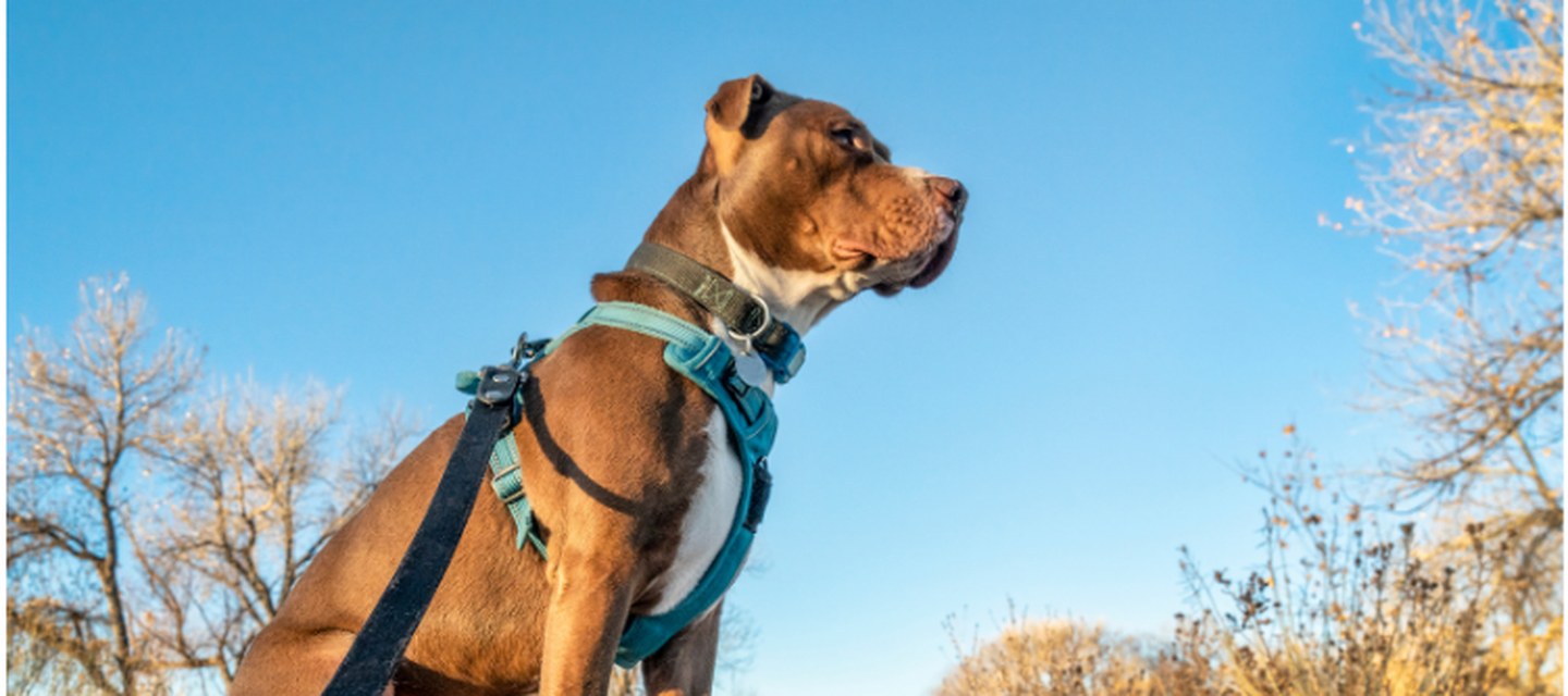 Harnais, colliers et laisses pour chiens