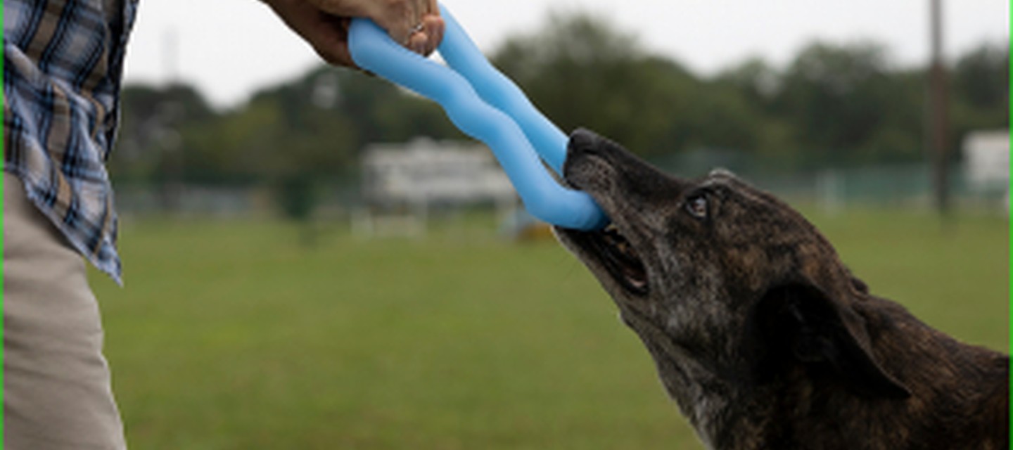 Starmark - Les jouets pour chiens quasi indestructibles
