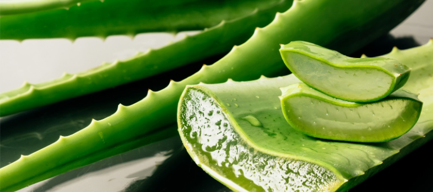 Aloe vera, Le meilleur alicament pour le bien-être de votre chat ou de votre chien