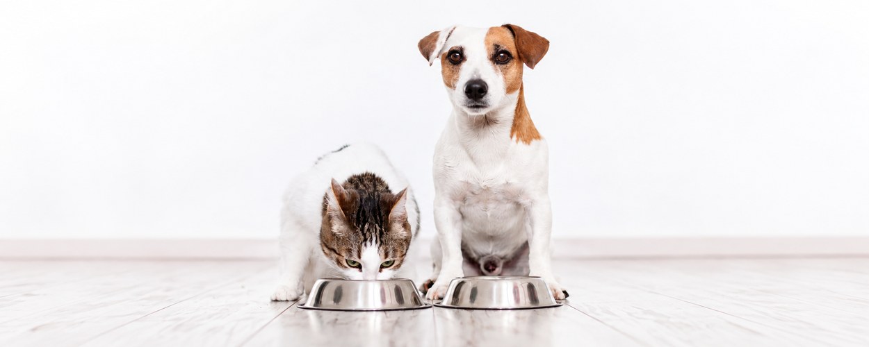Alimentation Chiens et Chats