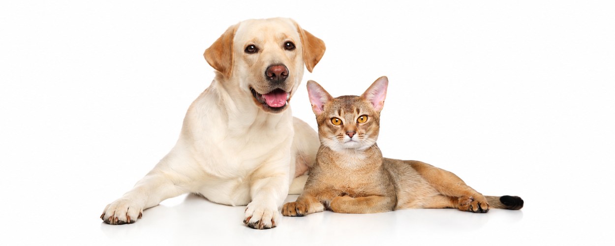 Chiens et Chats