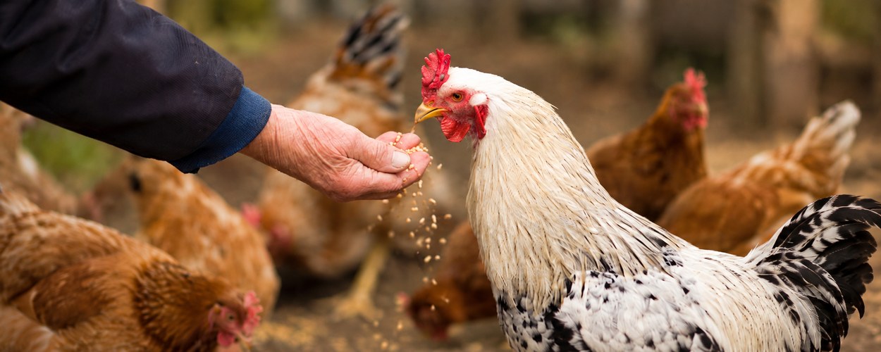 Alimentation Poules, Volailles et Pigeons