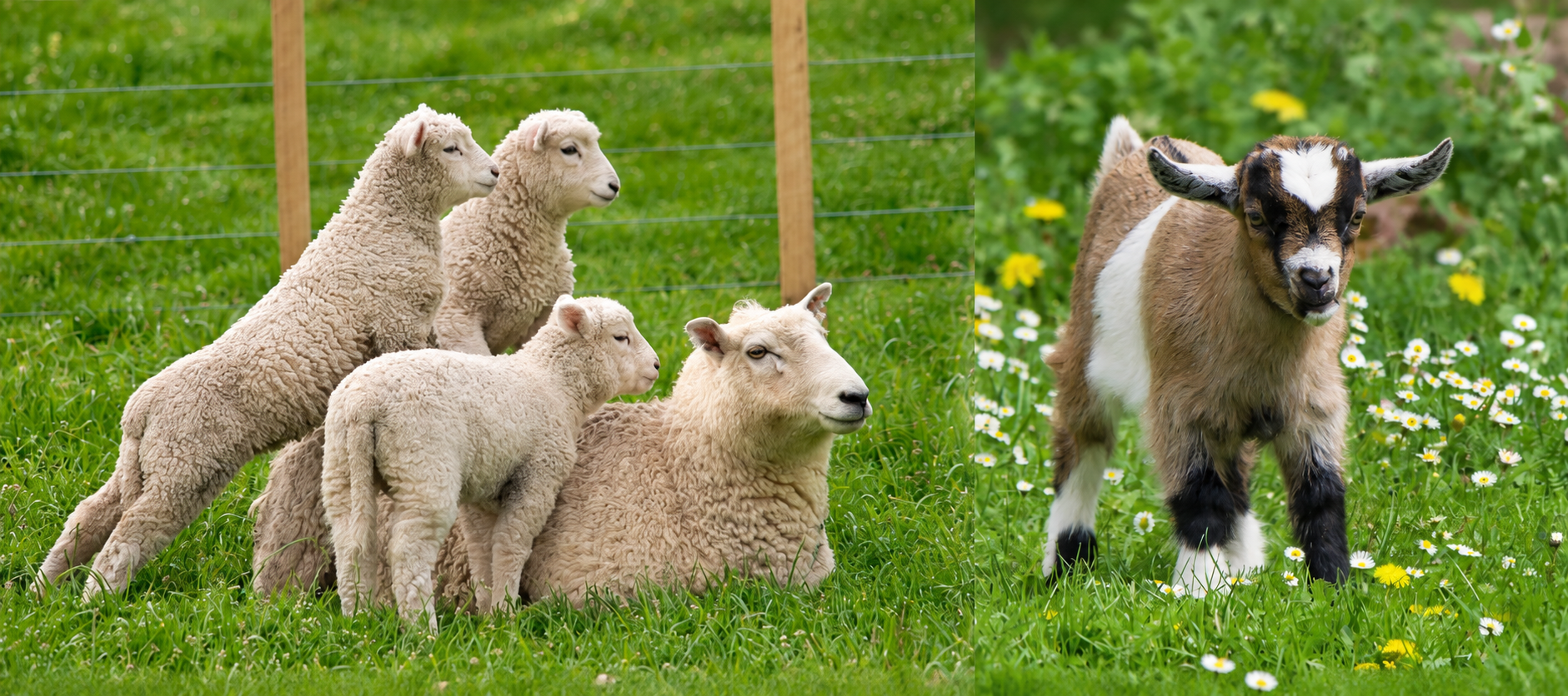 Coccidiose chez la chèvre et le mouton : symptômes et prévention
