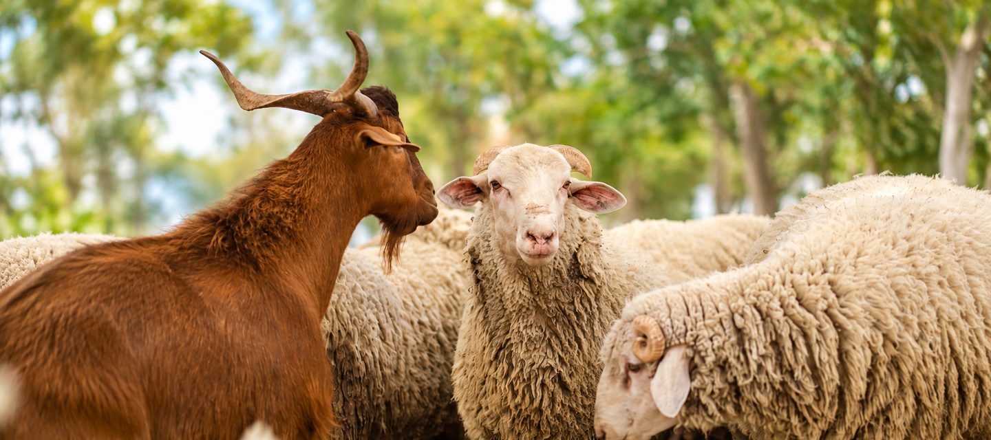 Diarrhée chez la chèvre et le mouton : causes et bons réflexes