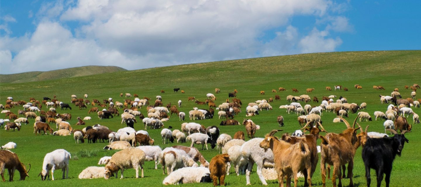 Toux et problèmes respiratoires chez la chèvre et le mouton