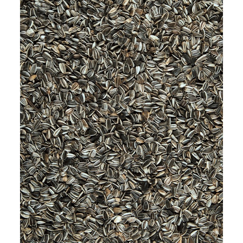 Tournesol 1.5kg pour oiseaux de la nature photo produit