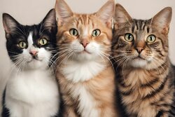 categorie-chats-la-ferme-de-maelys-croquettes-litieres-patee-et-terrine-produits-naturels-jouets-pour-chats-accessoires-friandises-naturelles-colliers-harnais-et-laisses-png