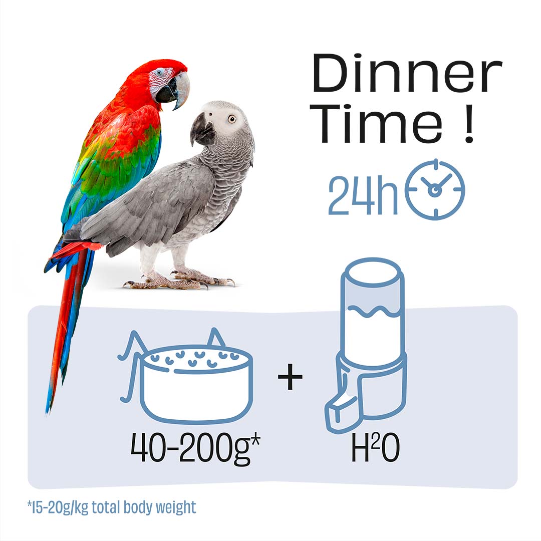 Puur perroquet posologie