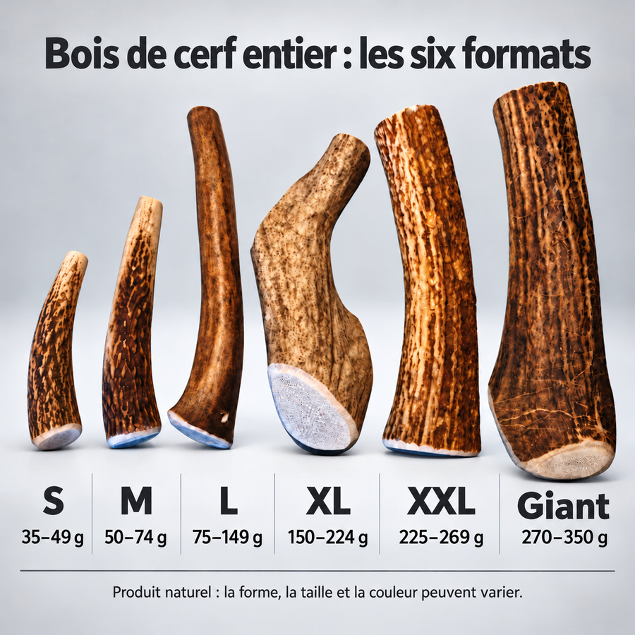 Guide des six tailles de bois de cerf entiers, de S à Giant, avec leurs plages de poids