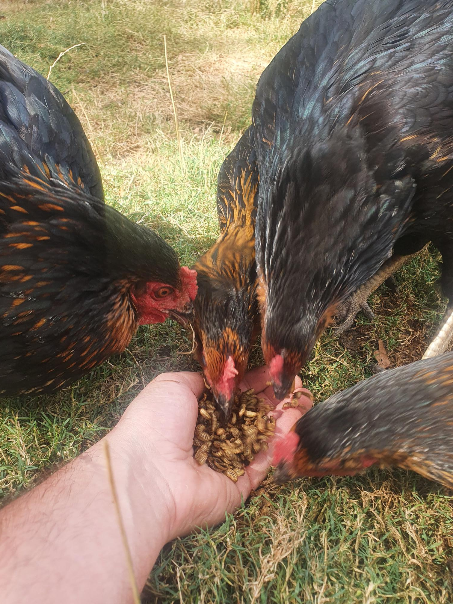 larve de mouche soldat poule insecte vers de farine friandise