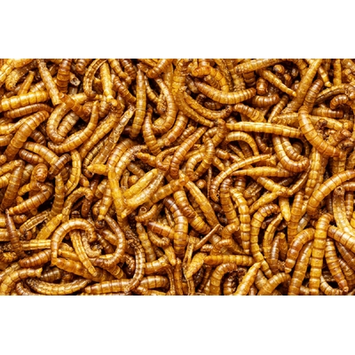 vers de farine - friandises - insectes - protéines - pour poules, volailles, rongeurs, reptiles, poissons, tortues et oiseaux.