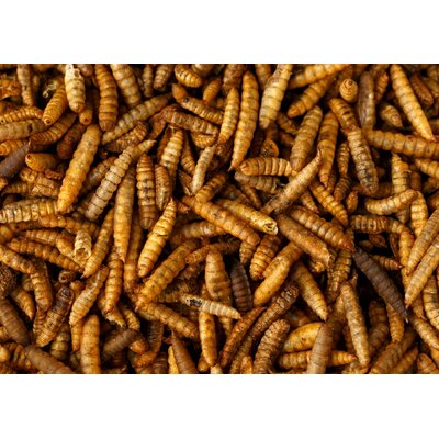 larves de mouches soldats pour poules et autres animaux