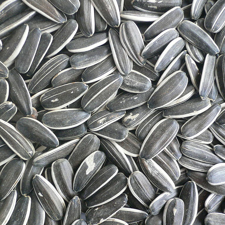 Grandes graines de tournesol striées pour oiseaux