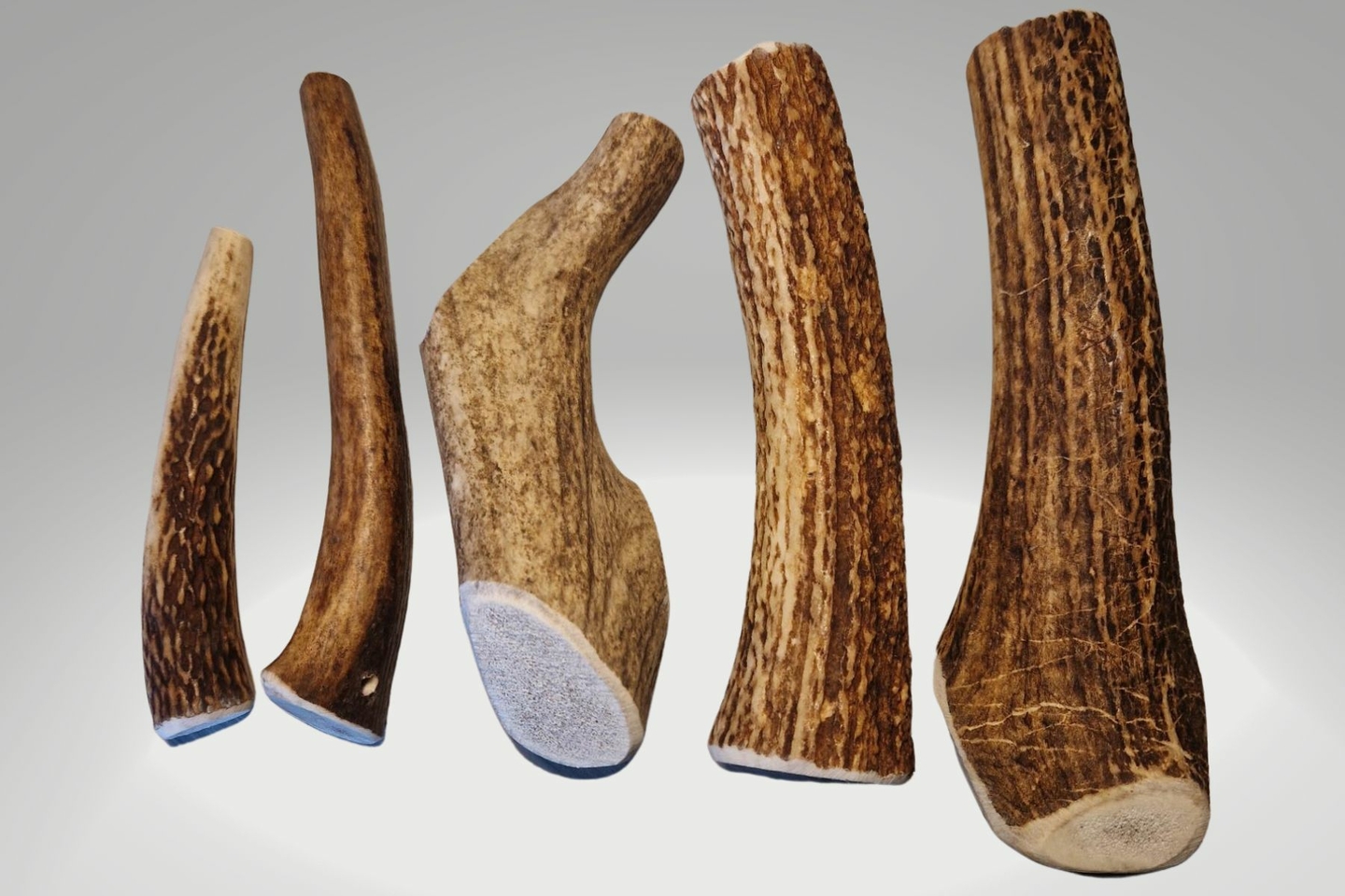 Bois de cerf Friandise naturelle et durable pour chiens lafermedemaelys