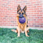 Kong flexball mauve-jouet pour chien 1