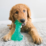 Kong squeezz dental stick md vert-jouet pour chien 1