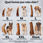 Guide des tailles de bois de cerf entiers selon le poids du chien, repères indicatifs