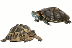 Catégorie tortues la ferme de Maelys - Aliments pour tortues terrestres et tortues aquatiques