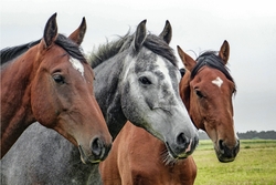 Catégorie Chevaux - Aliments pour chevaux - Friandises naturels pour chevaux - pierre de sel de l'himalaya- Produits de soins naturels - litières - accessoires pour cheval