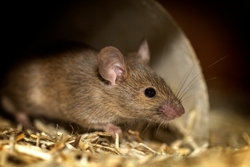 lutte contre les rats et souris - poison, pièges contre les nuisibles