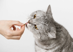 friandises naturelles pour chats