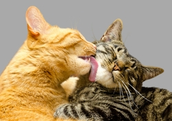 chat propreté de l'environnement