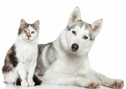 chiens et chats soins naturels