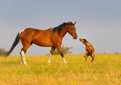 soins naturels chevaux chiens chats et autres animaux