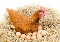 poule pondeuse et oeufs