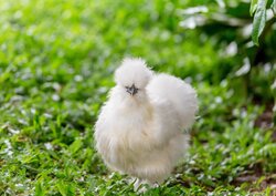 poule soie