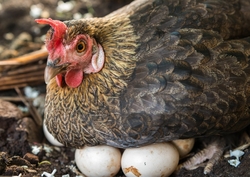 oeufs à couver poules de races
