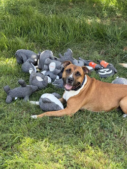 Peluche cheeky-peluches indestructibles pour chiens