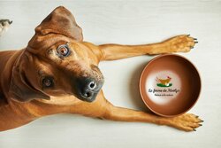 Alimentation chien-croquettes-pâtées-terrines-barf-ration ménagère