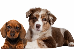 Alimentation chiots-croquettes-pâtées-terrines-barf-ration ménagère