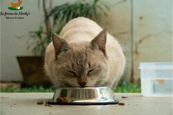 Alimentation chat-croquettes-pâtée