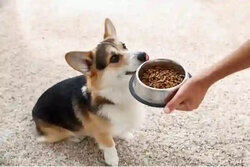 alimentation-pour-chien-croquettes-patee