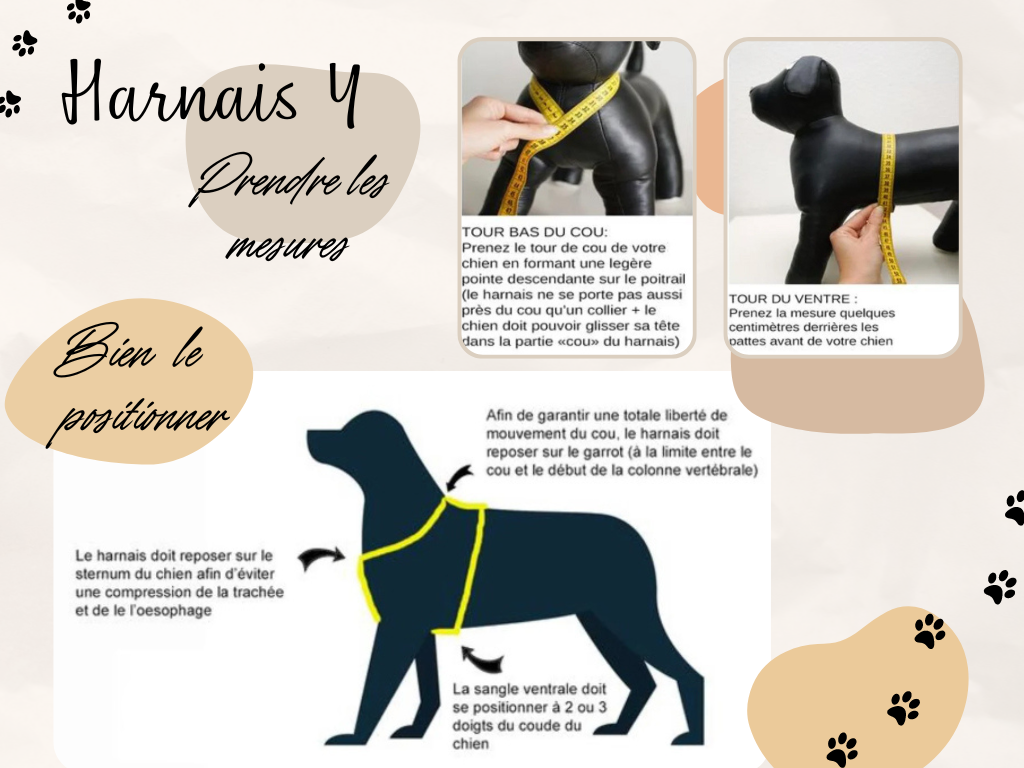 mesures harnais Y