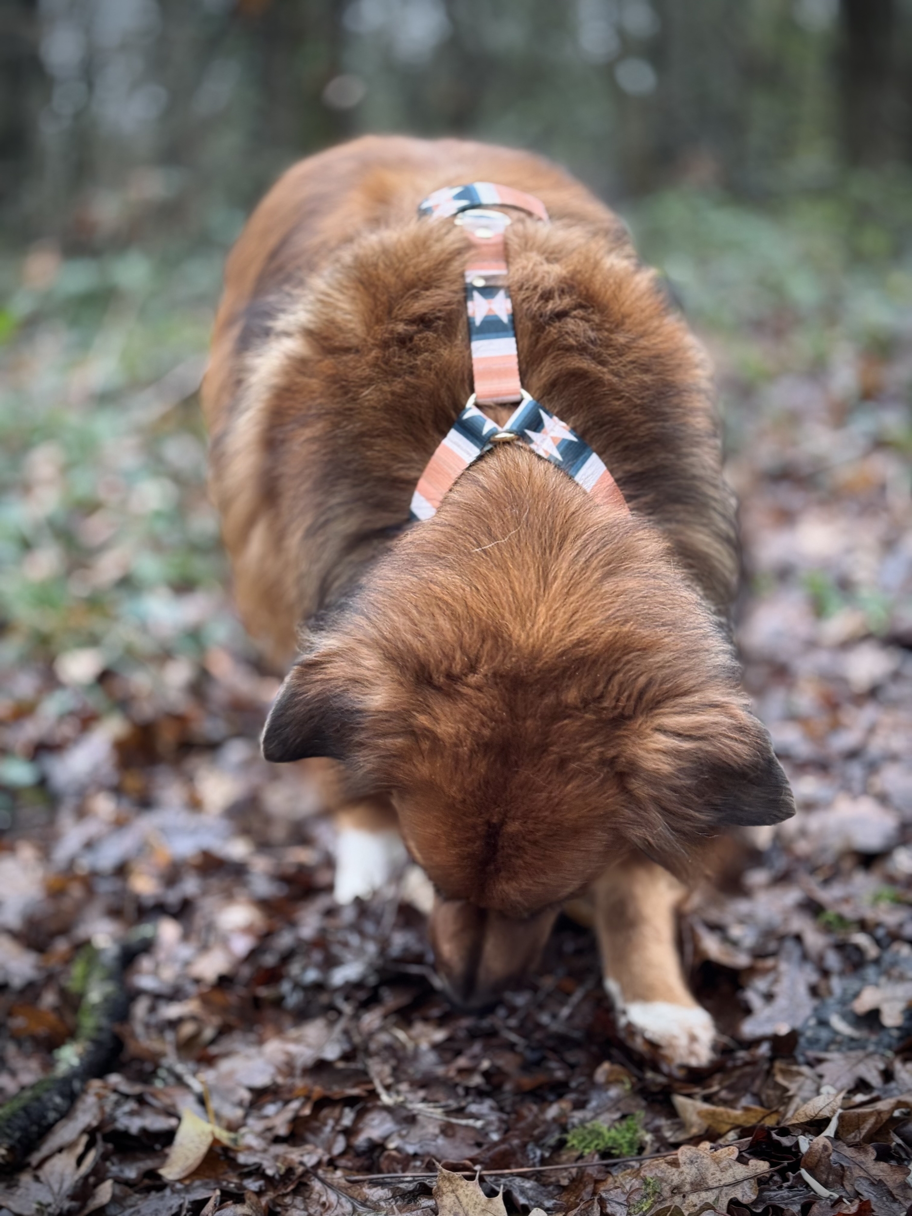 IMG_8924