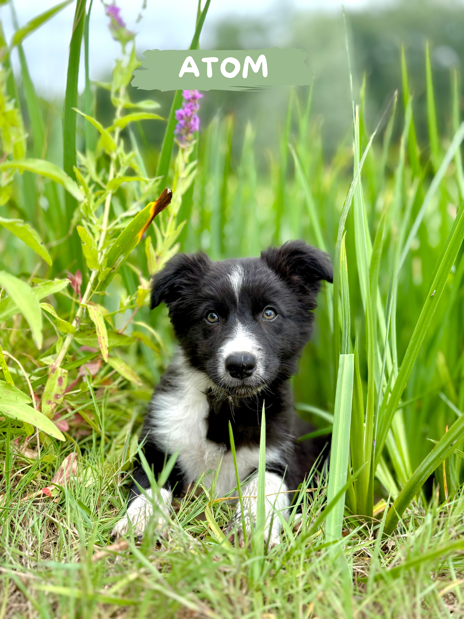 atom