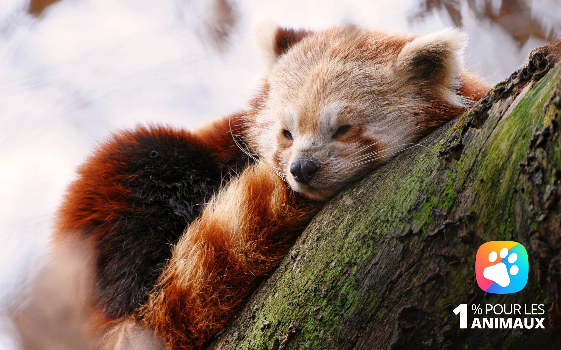 panda roux 1pourcent pour les animaux