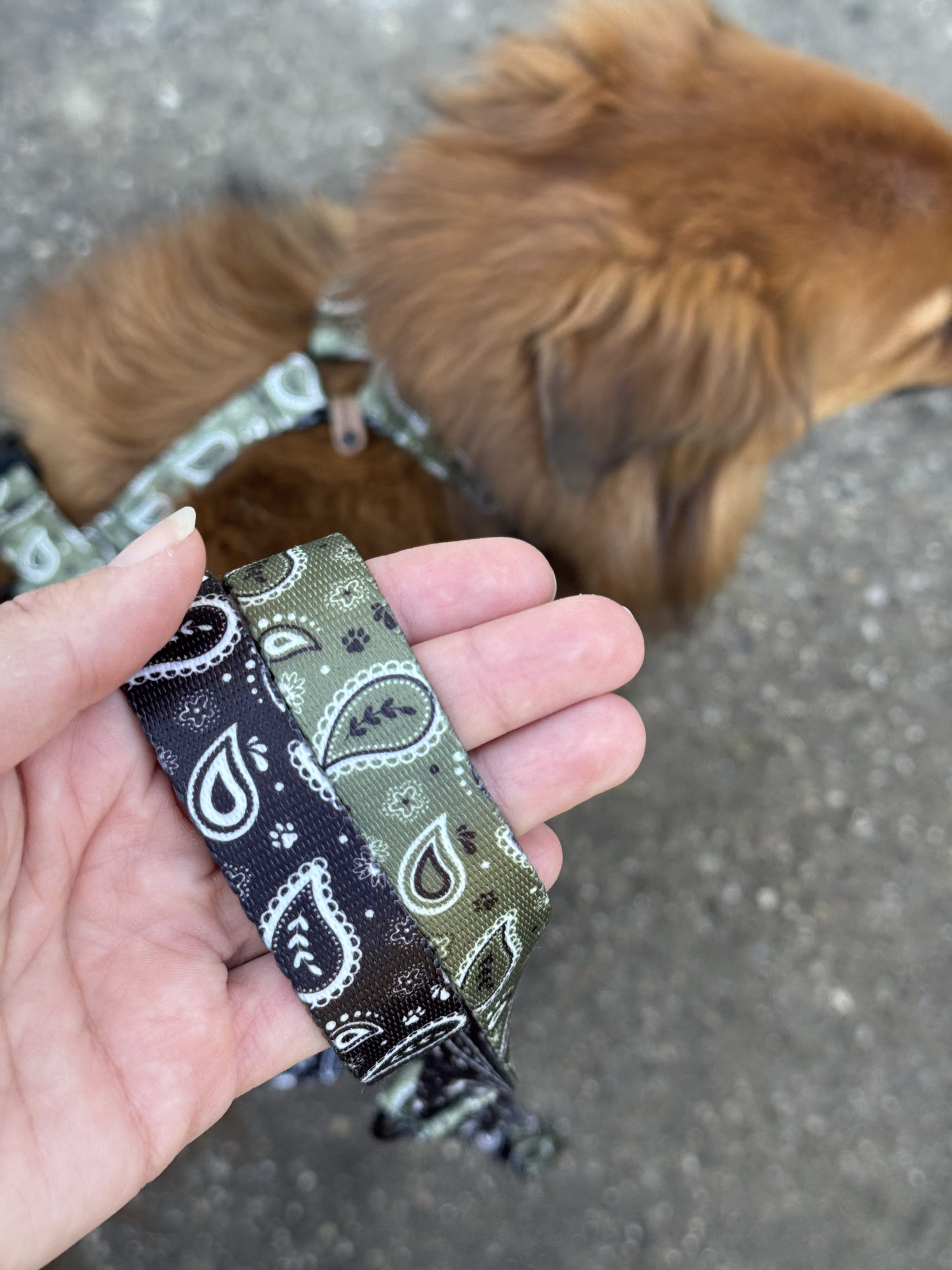 Paisley