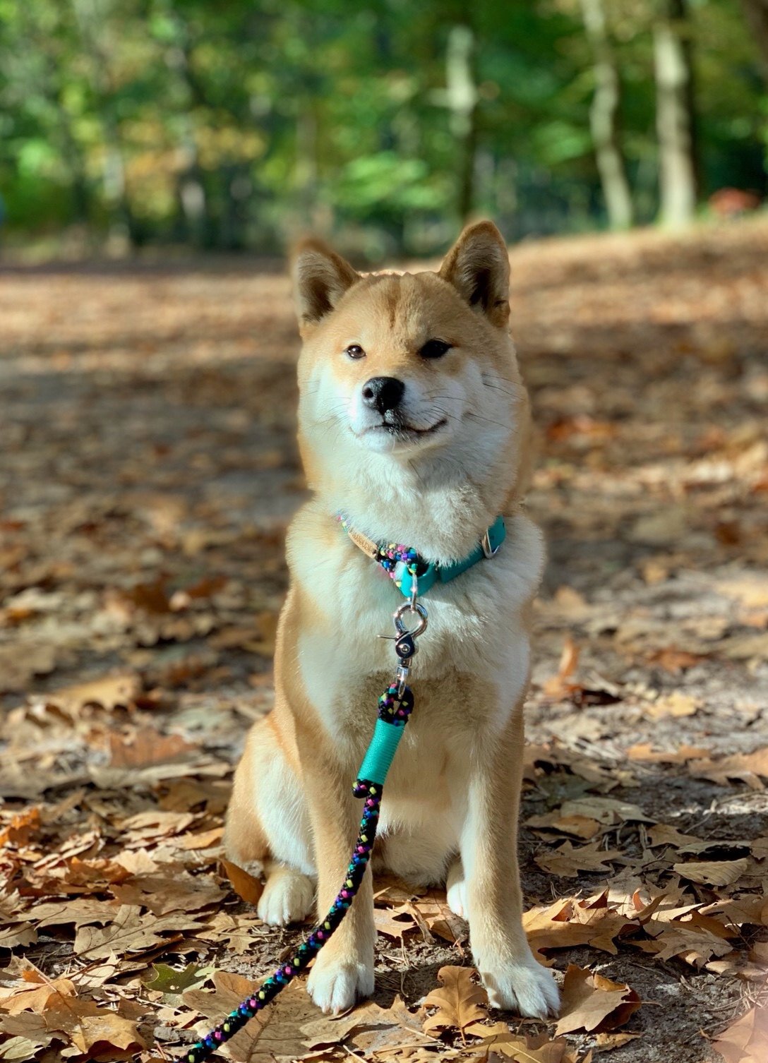 nikko