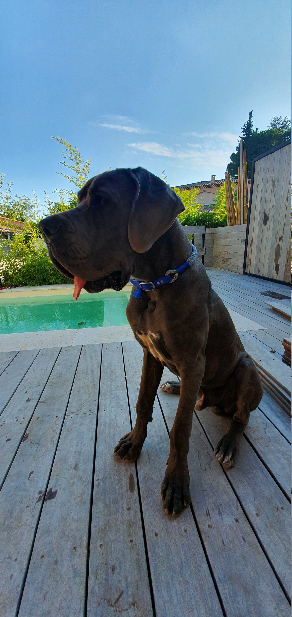 pumba