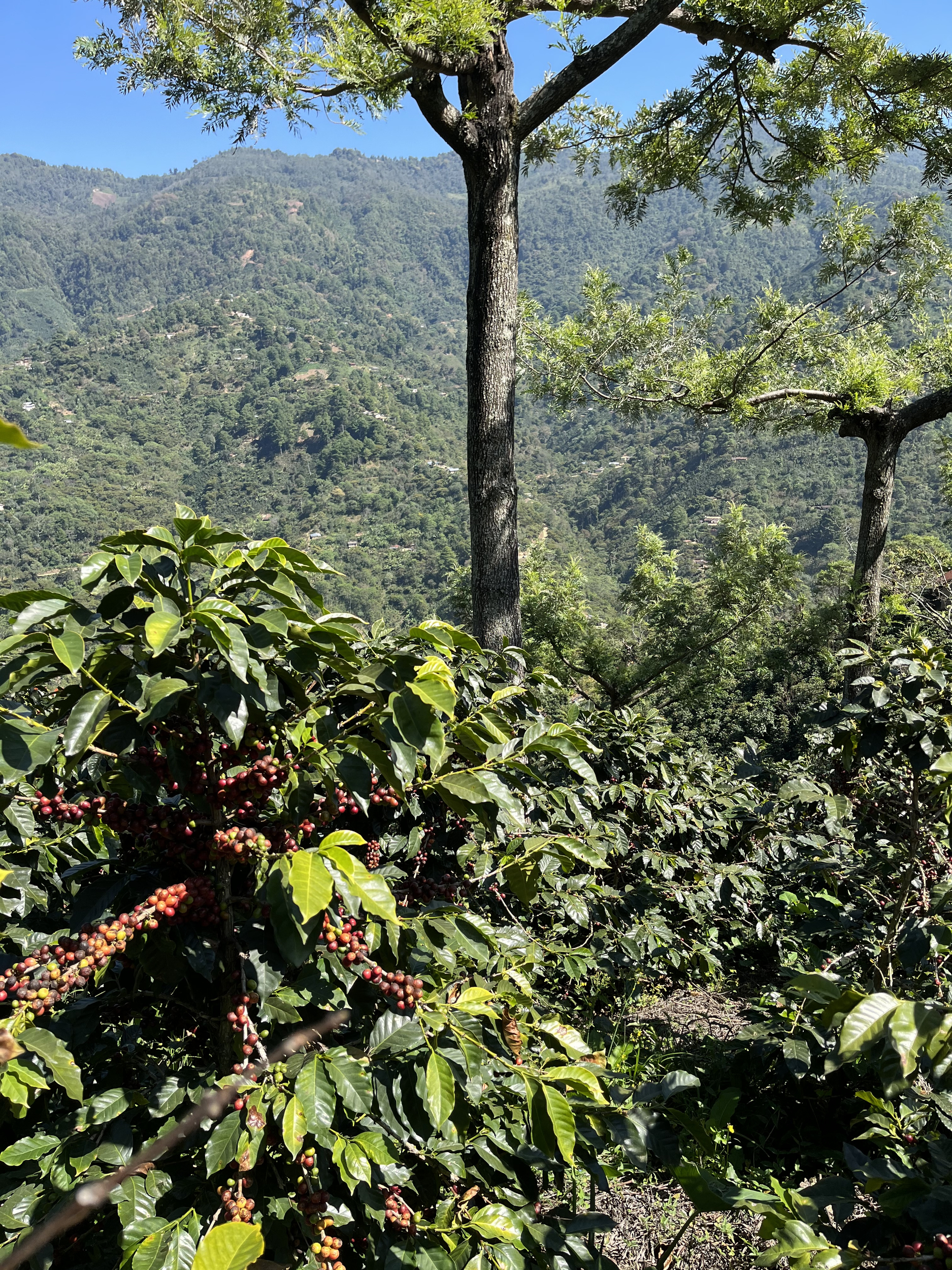 quetzalito_52177890897_o
