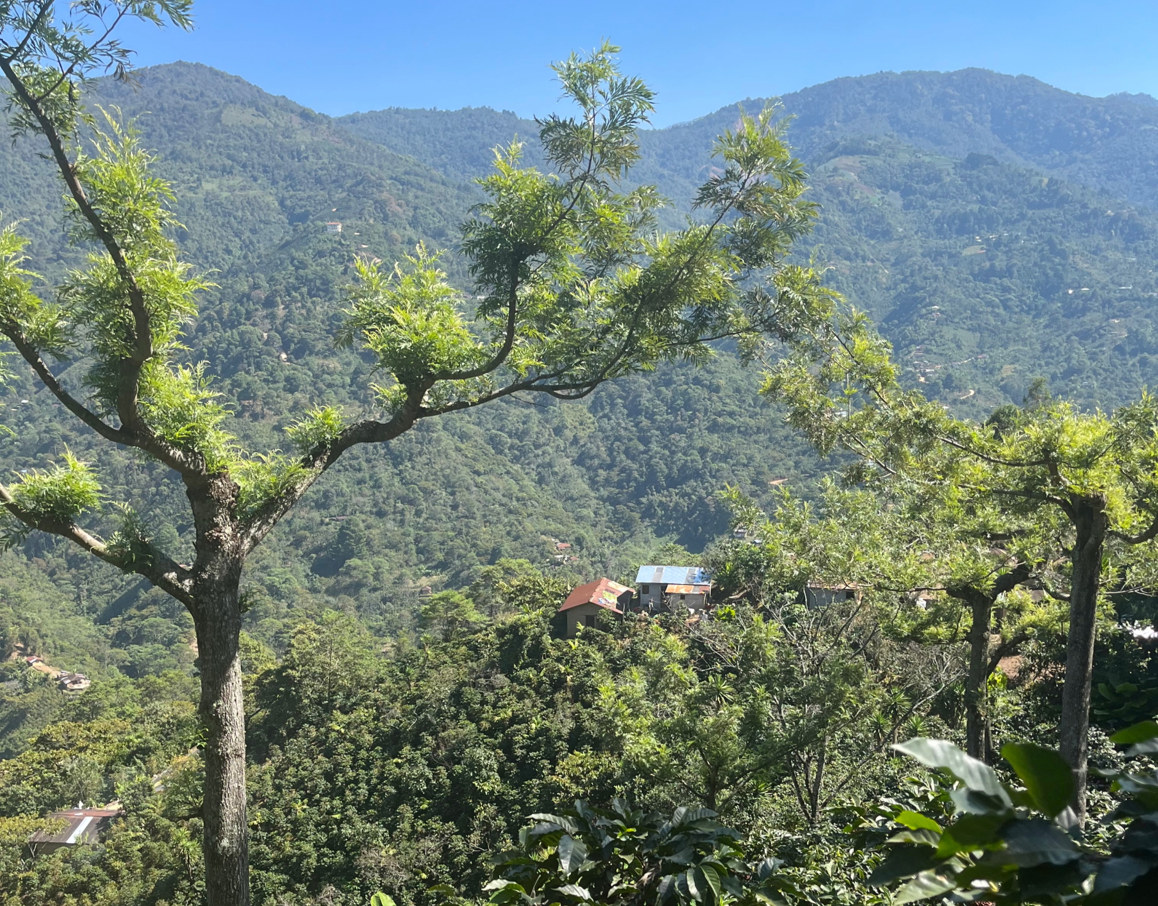 Quetzalito_Necta