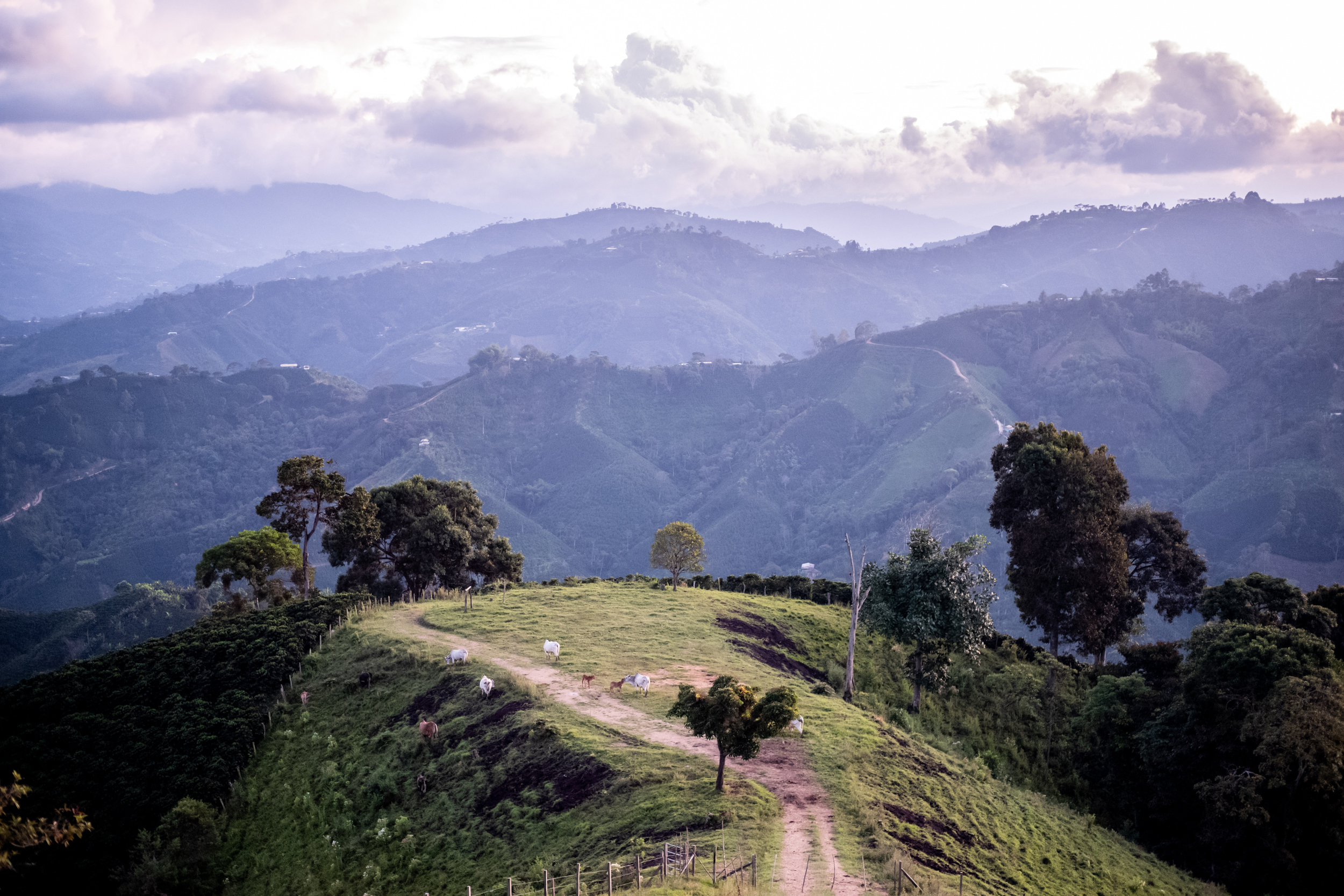 el-diamante-farm---limon-huila_51814690218_o