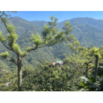 Quetzalito_Necta