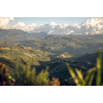 el-diamante-farm---limon-huila_51813624382_o