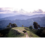 el-diamante-farm---limon-huila_51814690218_o